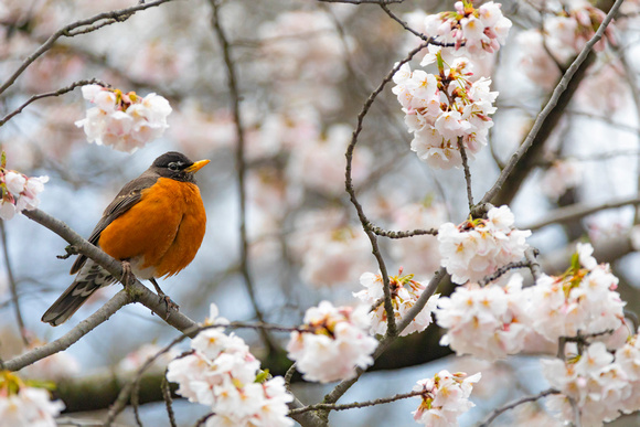 Robin in the Cherry Blossoms